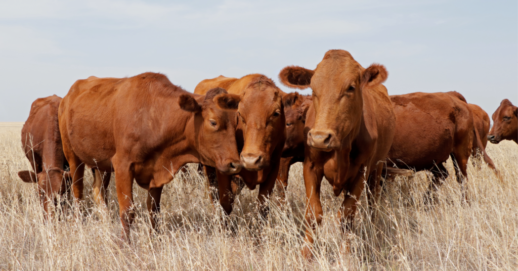 Colorado Fence Out Rule